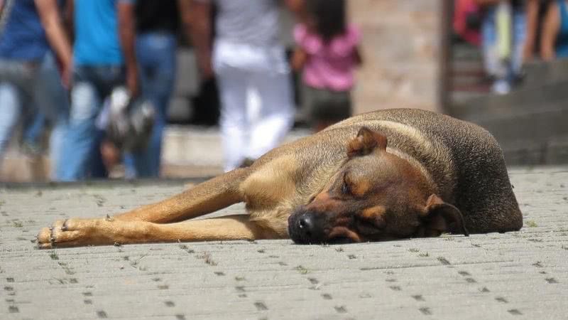 Prefeitura que pretendia abater animais de rua muda decreto e fala em “orientação técnica”