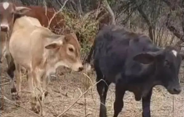 Cabeças de gado furtadas em Minas são recuperadas na região de Irecê