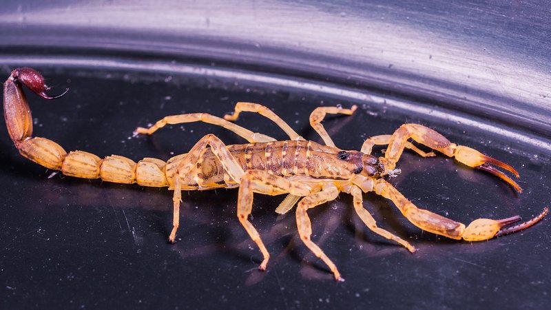 Sesab emite alerta sobre período de reprodução dos escorpiões