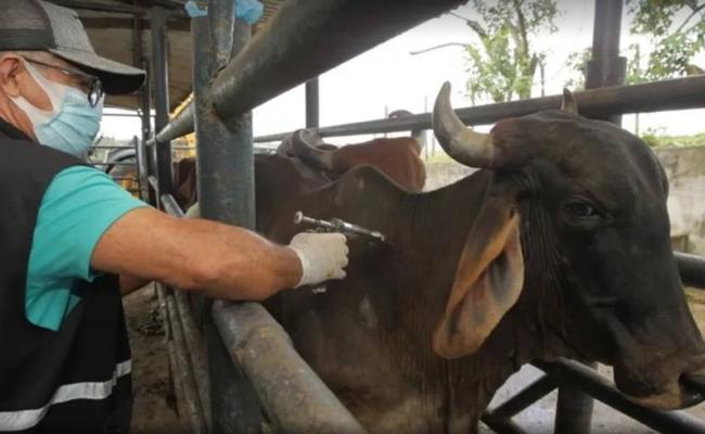 Bahia inicia nova etapa de vacinação contra a febre aftosa em todo o estado
