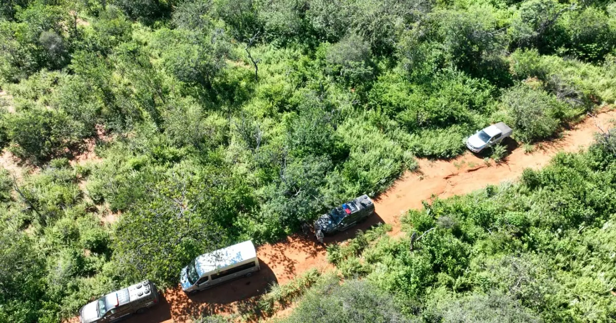 Operação prende cinco em ações de erradicação de maconha no Norte da Bahia