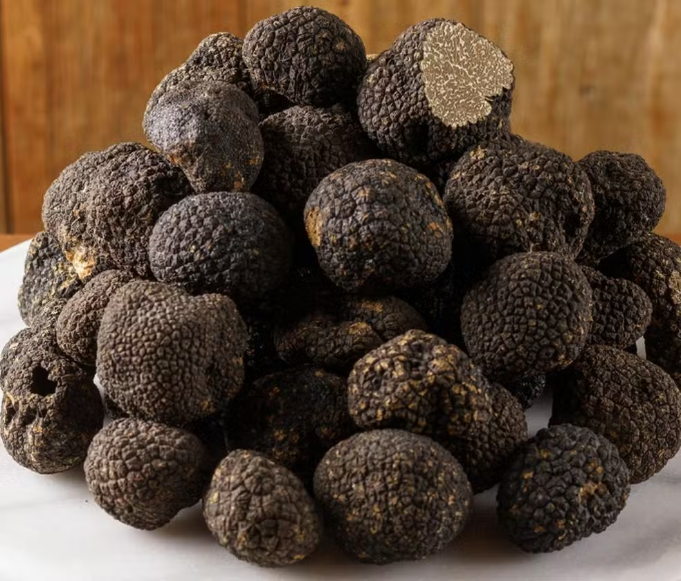 Trufas: por que esses fungos comestíveis, considerados ‘diamantes da terra’, são tão caros