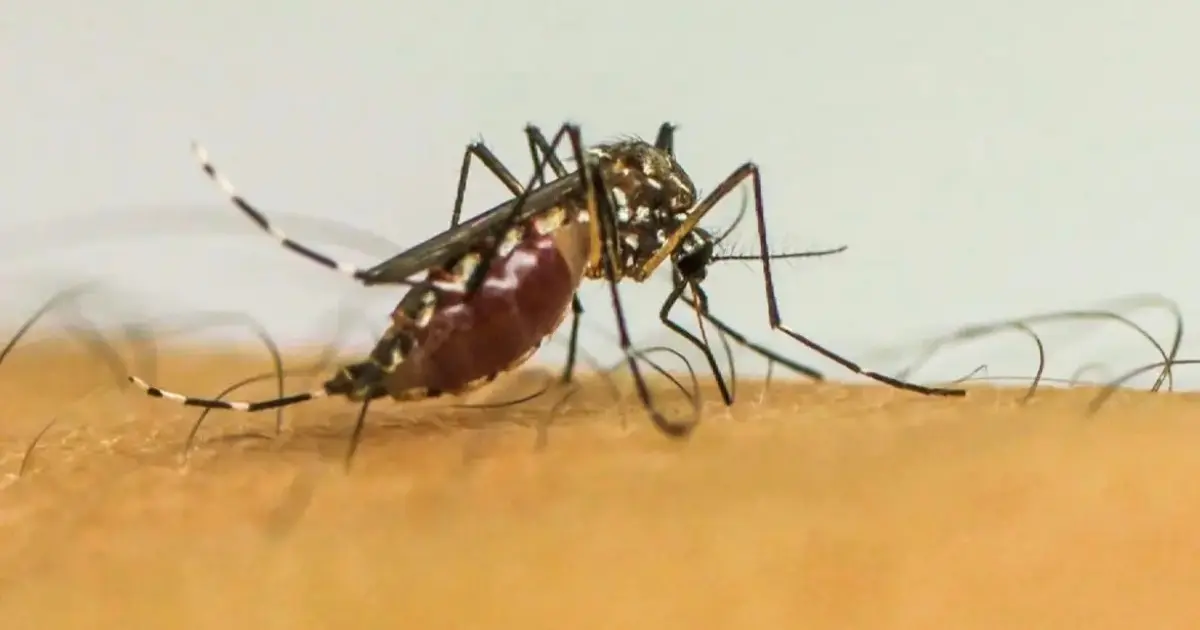 Brasil ultrapassa 1 milhão de casos prováveis de dengue em 2025