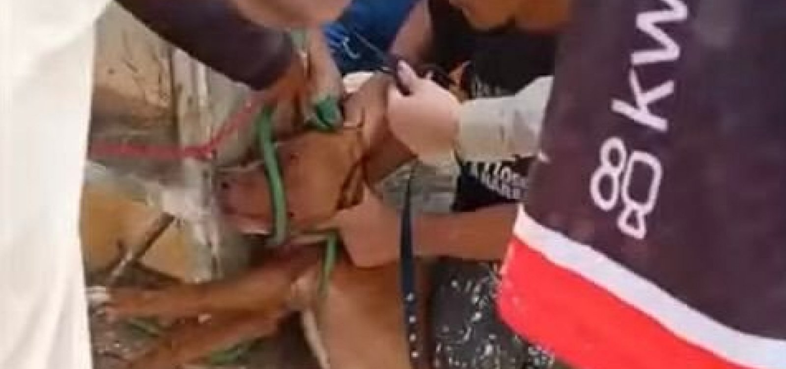 Dois ataques de cães são registrados na Bahia nos últimos dias