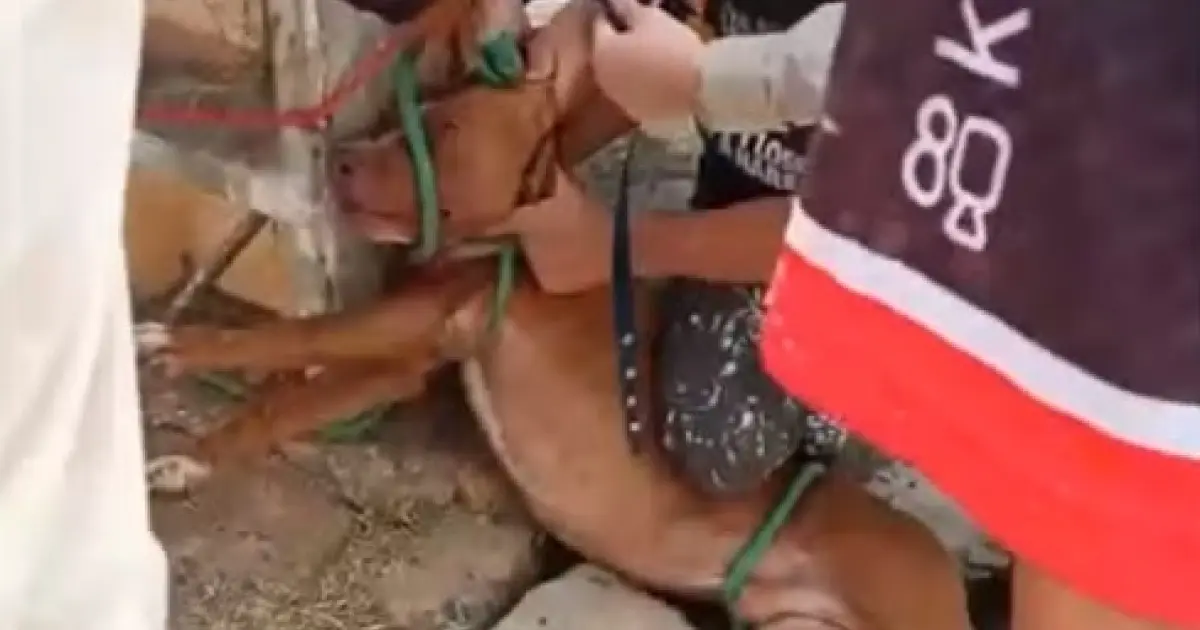 Ataque de cães causa morte de dezenas de animais e fere pedestres na região de Irecê