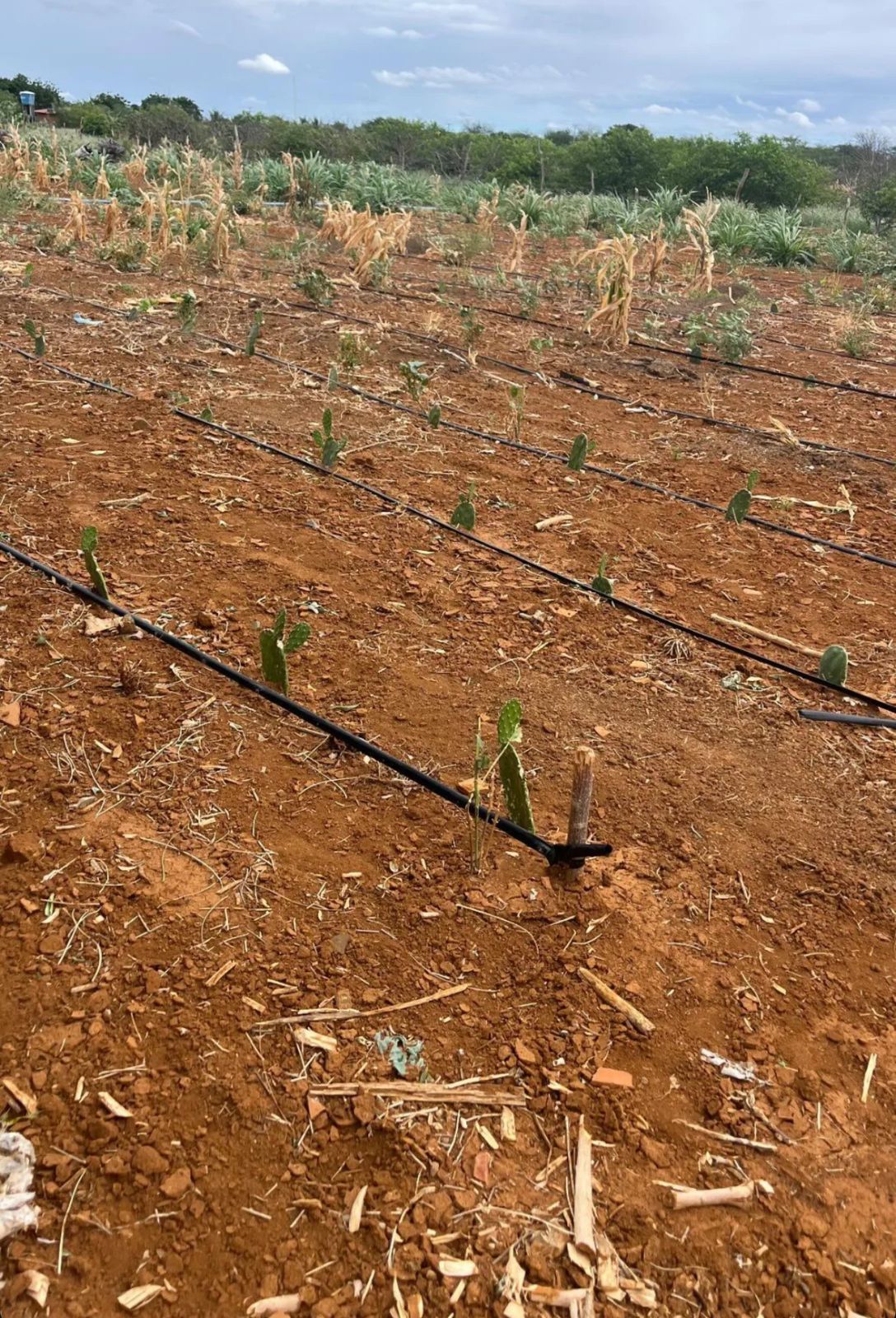 Prefeitura de Jussara e Consórcio de Desenvolvimento Sustentável intensificam apoio ao produtor rural durante seca com distribuição de palmas