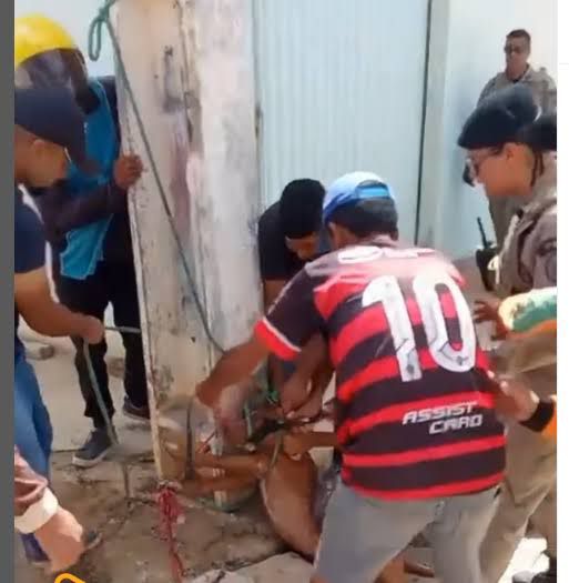 Pitbull ataca três pessoas no Bairro Paraíso em Irecê; animal é contido e levado à delegacia