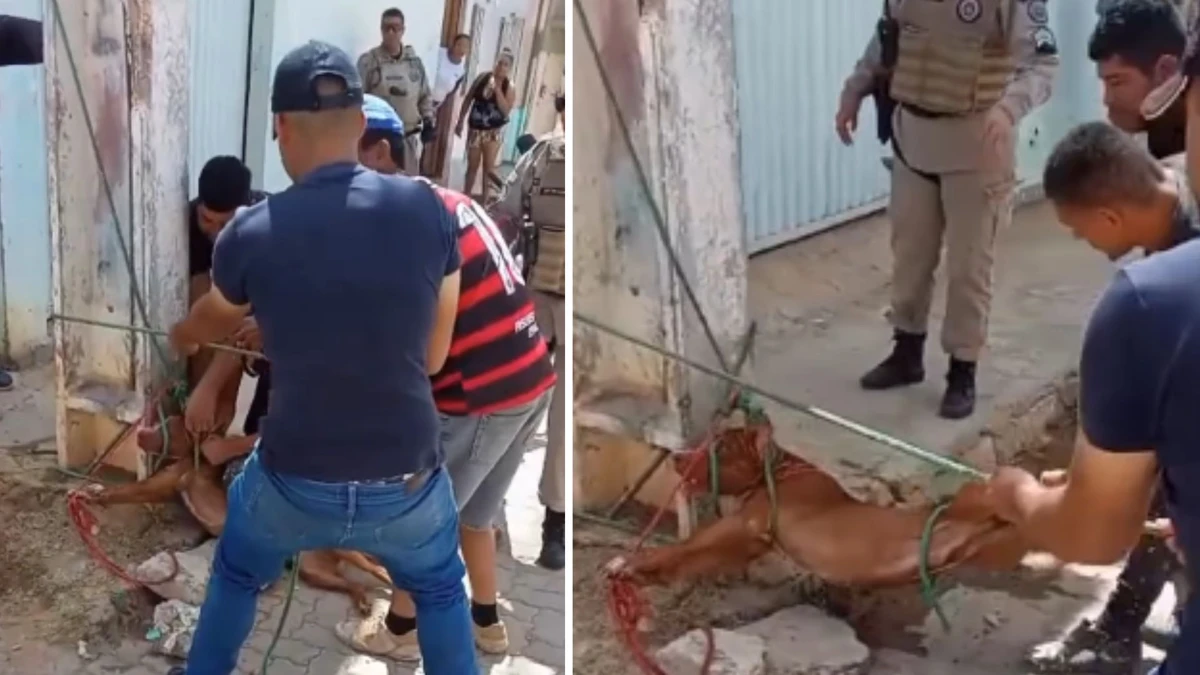 Pitbull ataca e deixa três pessoas feridas em Irecê