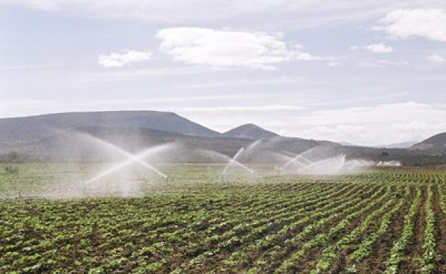 Projetos de irrigação no Oeste Baiano alcançam R$ 633 milhões em valor bruto de produção; Baixio de Irecê está na lista