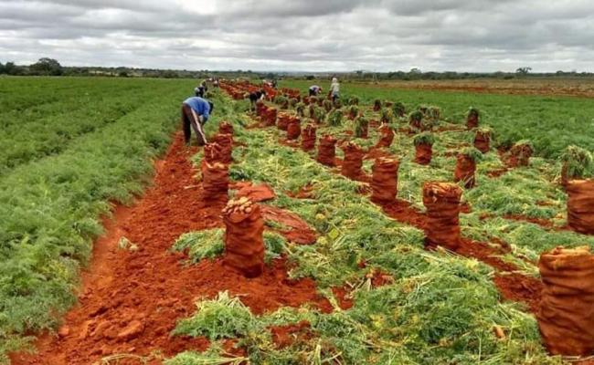 CENOURA/CEPEA: Cotações recuam pela segunda semana consecutiva na Região de Irecê