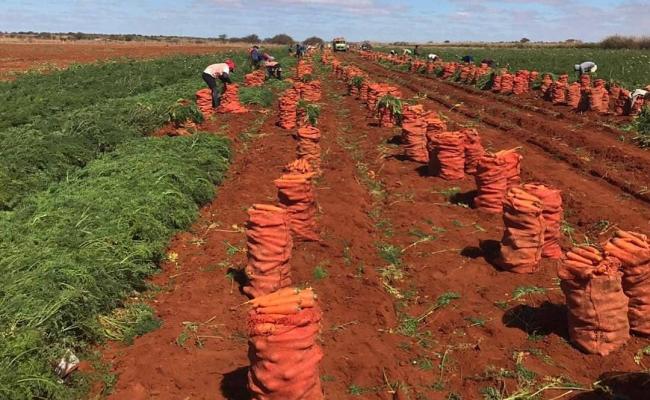 Cenoura: Após meses com oferta super-reduzida, volume começa a subir na Região de Irecê