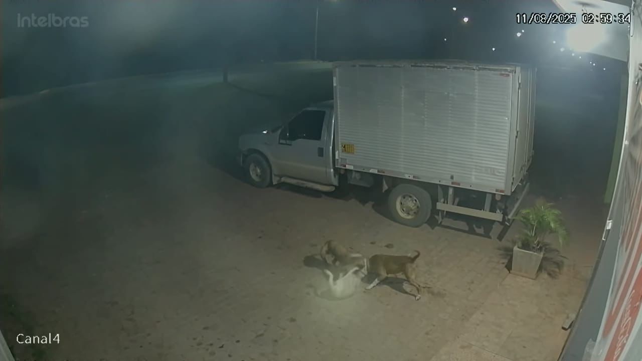 Moradores denunciam ataques de Pitbulls na BA-050 em Morro do Chapéu e pedem providências