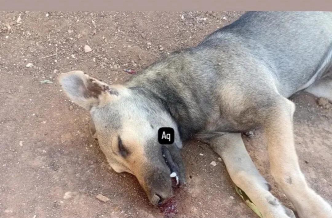 Ouvinte denuncia envenenamento de animais em Lagoa Bonita de Lapão