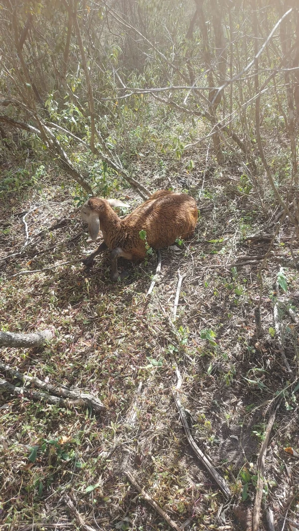 Ataques de cachorros a rebanhos deixam prejuízo de mais de R$ 70 milhões na Bahia