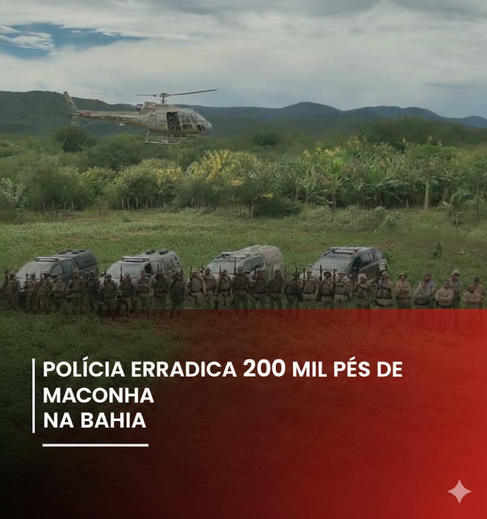 OPERAÇÃO ERRADICA 200 MIL PÉS DE MACONHA EM BROTAS DE MACAÚBAS (BA).