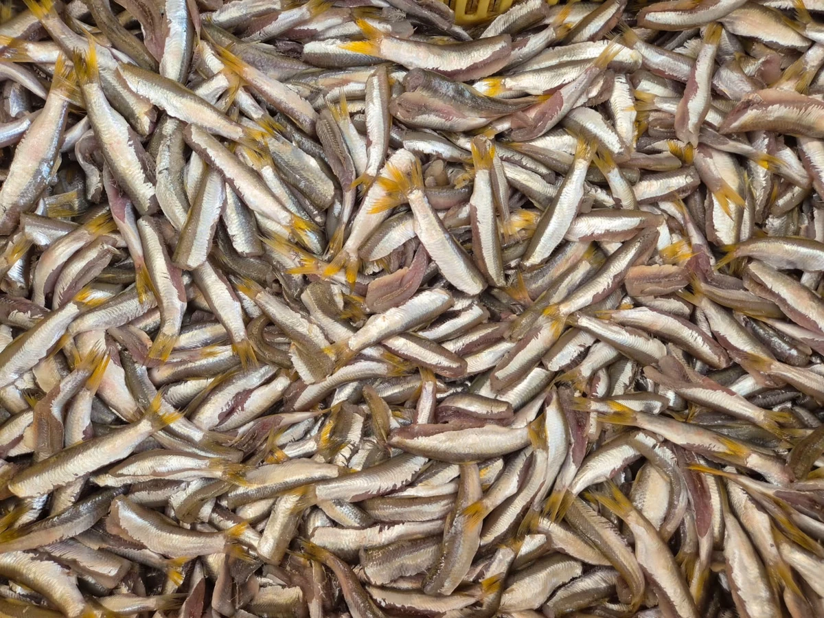 Pititinga some dos mares de Salvador e vira peixe mais caro que camarão