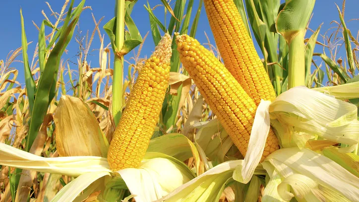 Safra de milho na Bahia avança com expectativa de alta de 2,3% da produção