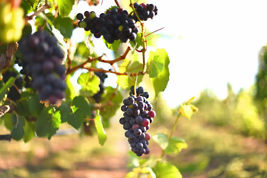 O ‘terroir’ do Mediterrâneo: Morro do Chapéu virou a nova capital do vinho