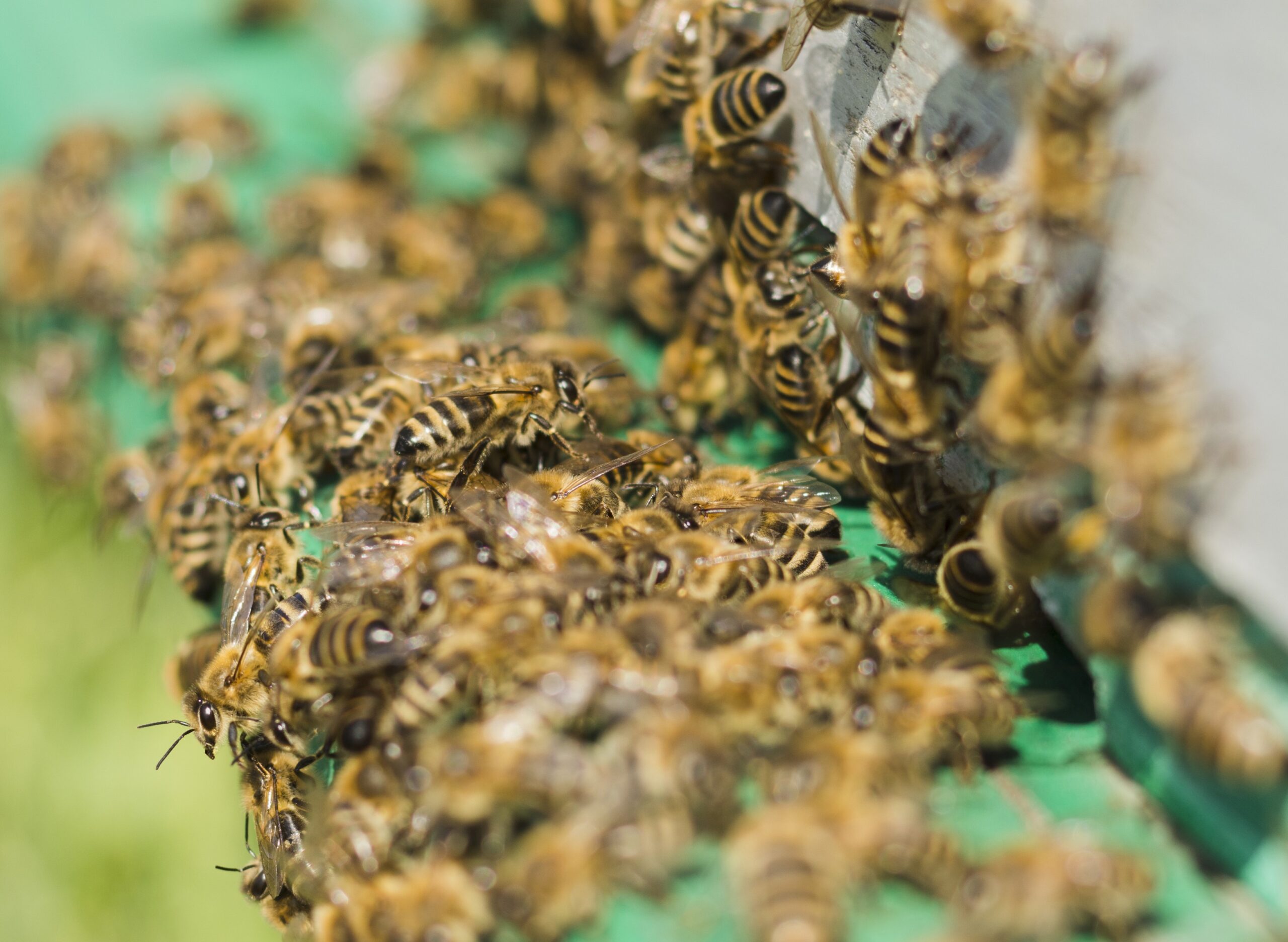 PREFEITURA DE IRECÊ CRIA CANAL EXCLUSIVO PARA RESGATE SEGURO DE ABELHAS; CONFIRA ORIENTAÇÕES