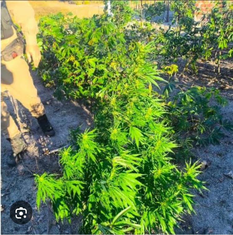 PMBA APREENDE DROGAS E ERRADICA PLANTIO DE MACONHA EM BONITO (BA).