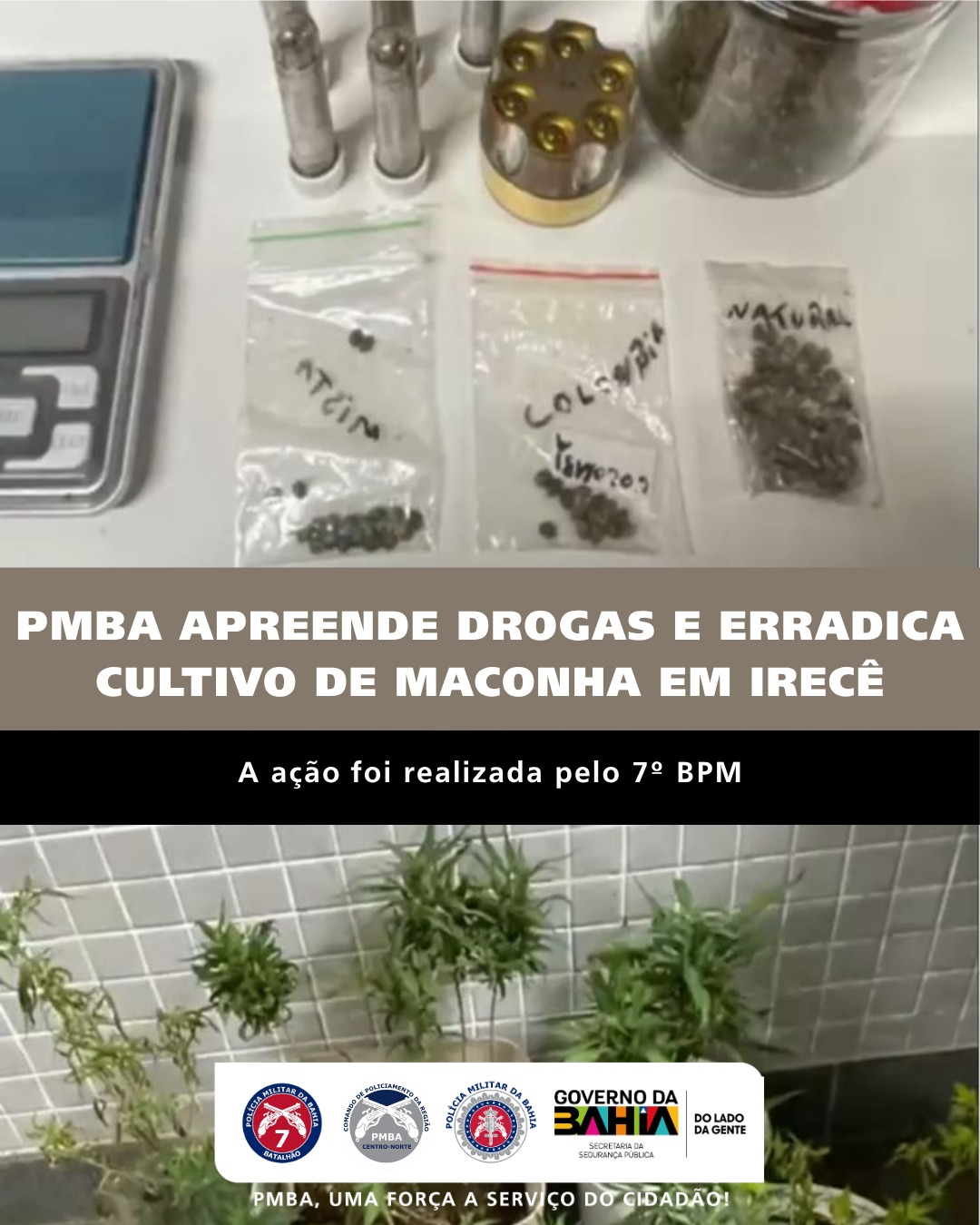 PMBA apreende drogas e erradica cultivo de maconha em Irecê