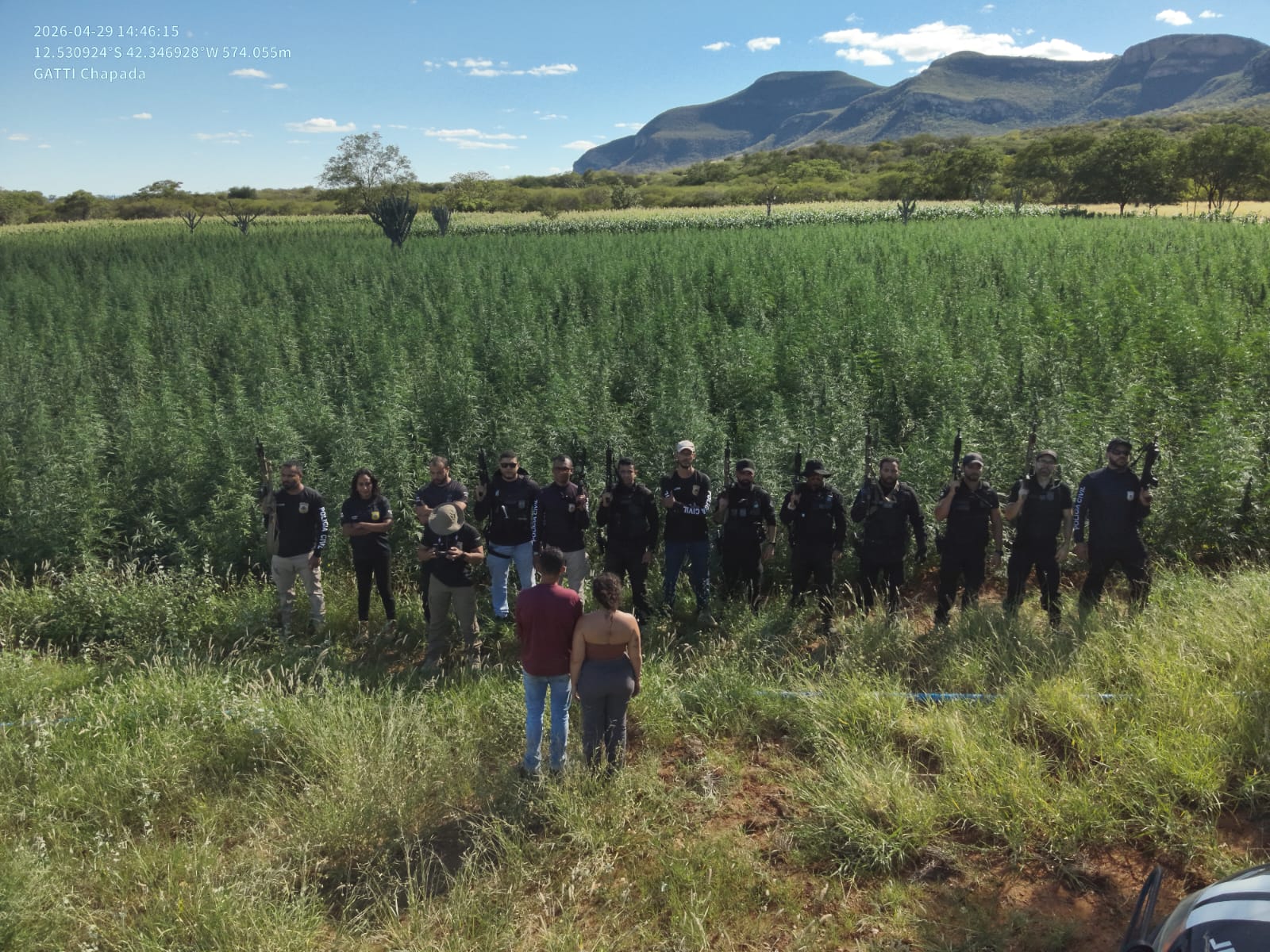 OPERAÇÃO RAÍZES OCULTAS – FASE II DESTRÓI PLANTAÇÃO COM 300 MIL PÉS DE MACONHA EM IBITIARA E CAUSA PREJUÍZO MILIONÁRIO AO CRIME