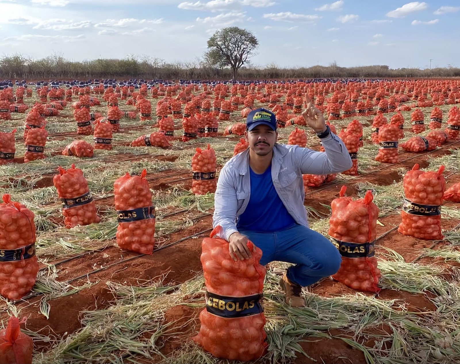 CAFARNAUM SE DESTACA COMO PRINCIPAL POLO PRODUTOR DE CEBOLA DA BAHIA E REFERÊNCIA NACIONAL