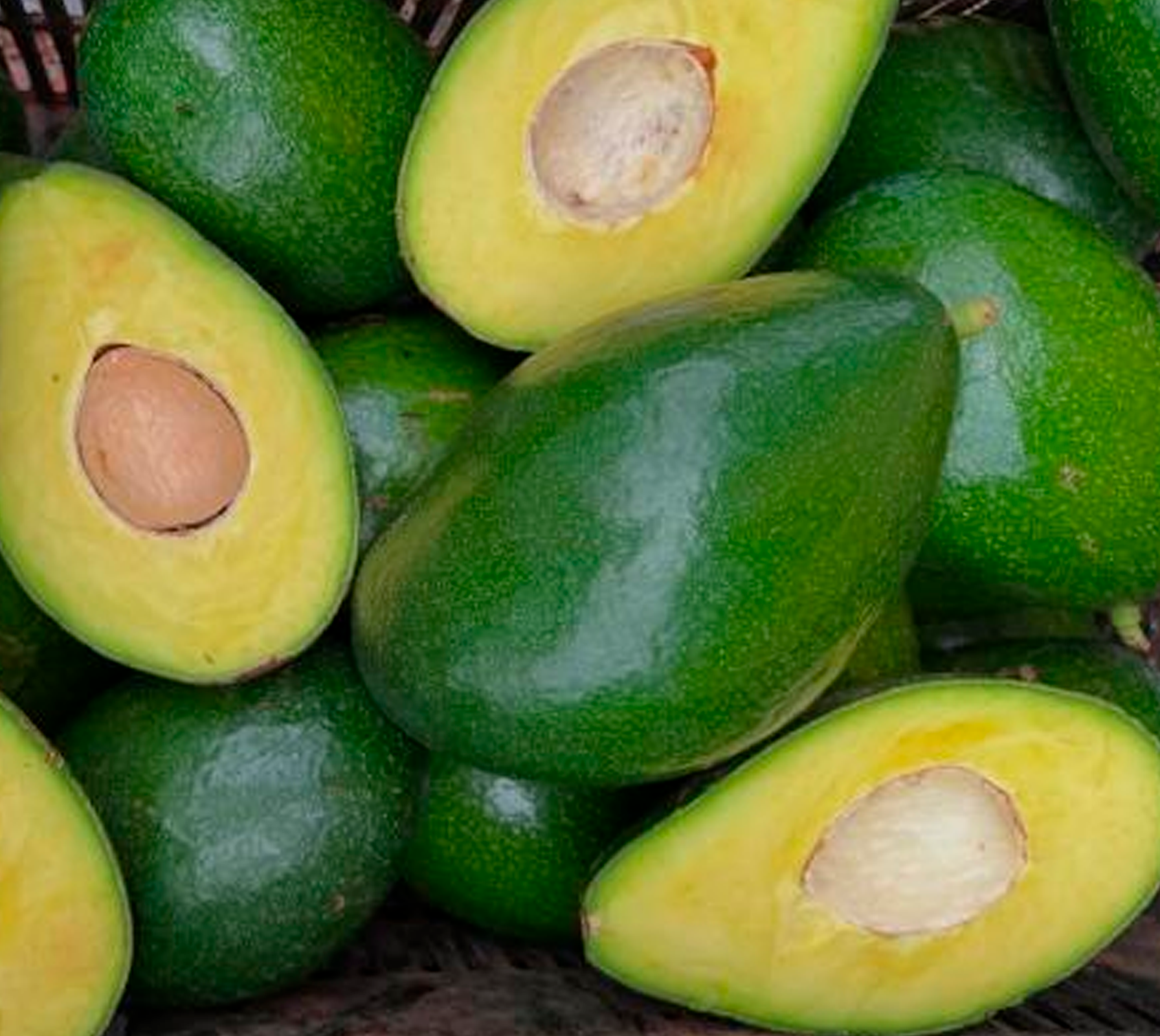 ABACATE GANHA ESPAÇO NA AGRICULTURA DE IRECÊ COM CULTIVO IRRIGADO EM CAFARNAUM.