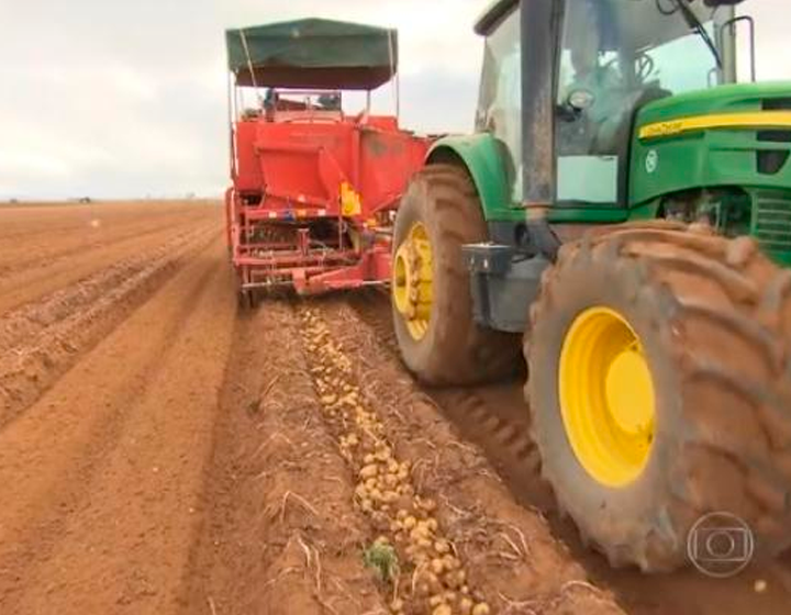 SAFRA DE BATATA NA CHAPADA DIAMANTINA MOSTRA RECUPERAÇÃO E PRODUTIVIDADE CRESCE.