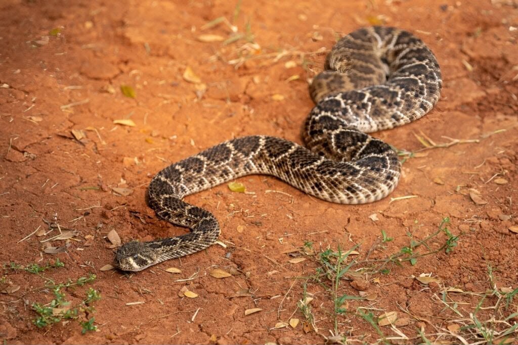 IRECÊ ESTÁ ENTRE OS MUNICÍPIOS BAIANOS COM MAIOR NÚMERO DE ACIDENTES POR PICADAS DE COBRAS.
