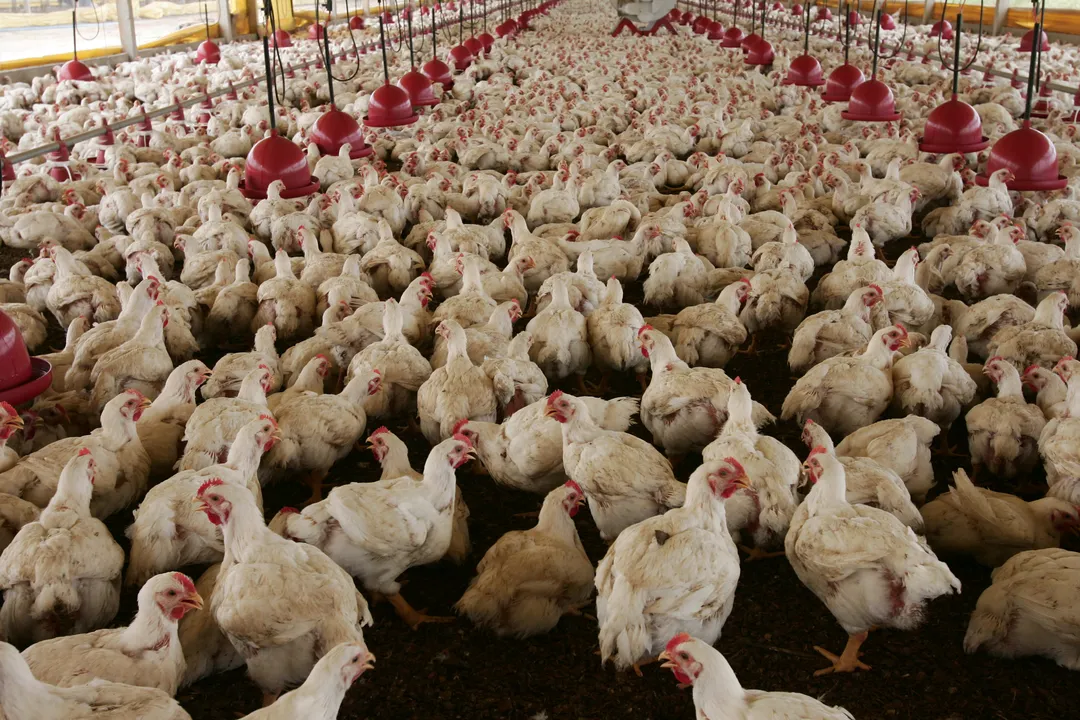 Brasil identifica caso de doença grave causada por frango